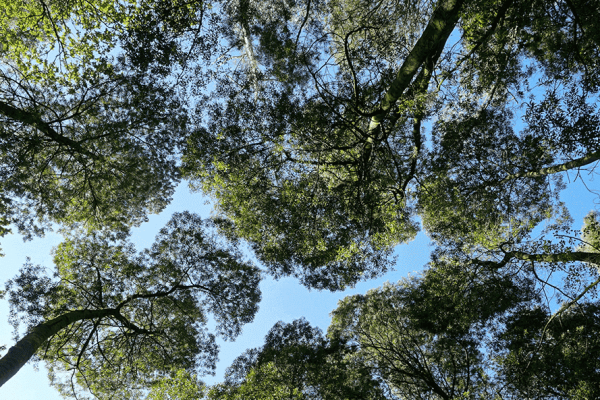¿Cuánto sabes de la huella de carbono?
